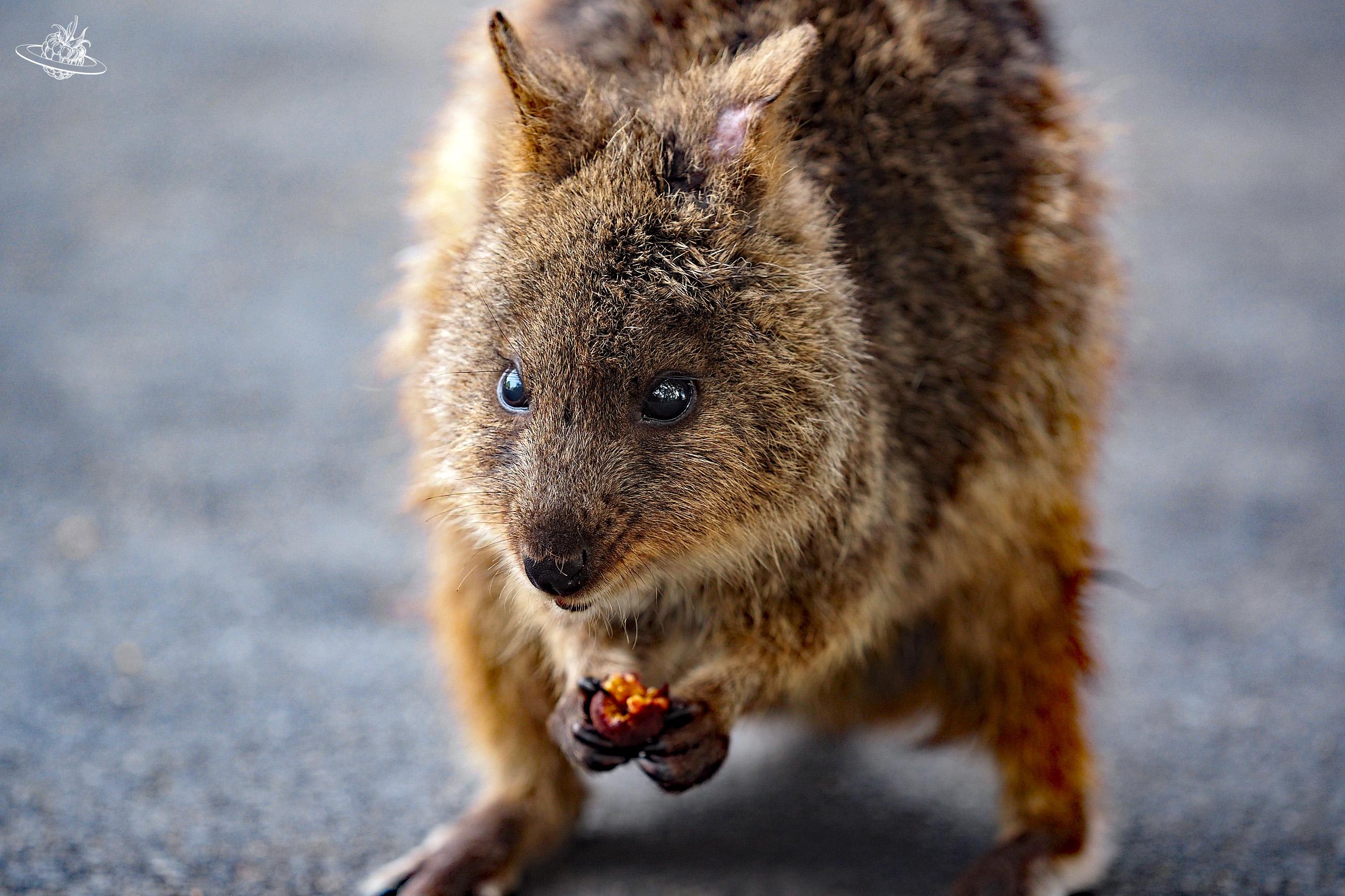 Quokka Tiere Insel