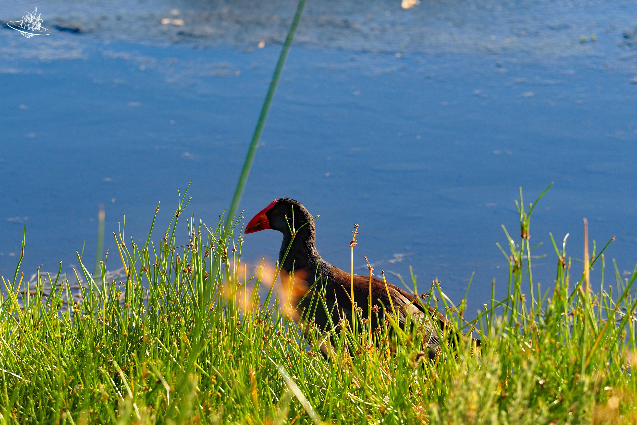 PurpurHuhn im Yanchep Nationalpark