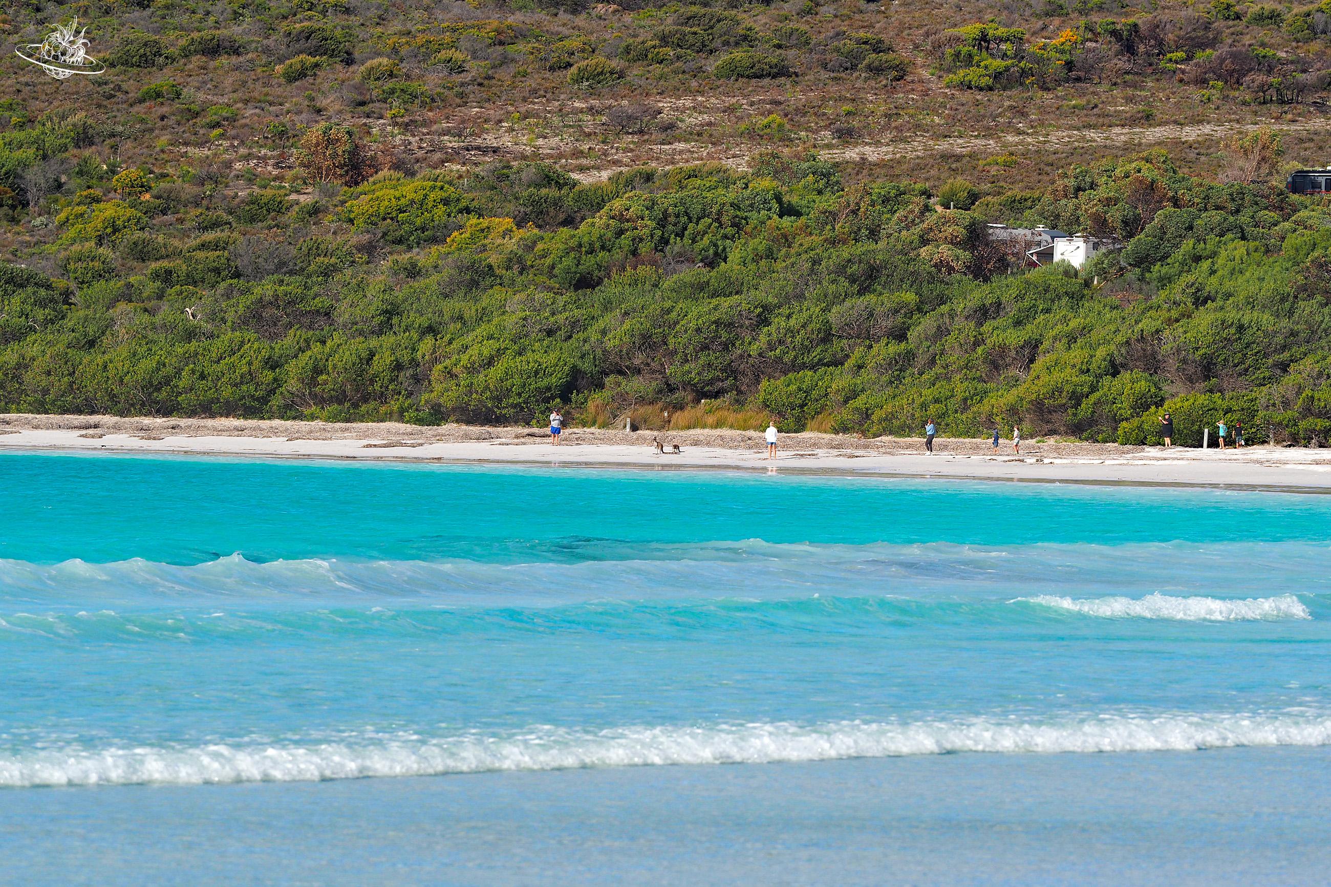 Reisetipp: Esperance Känguru