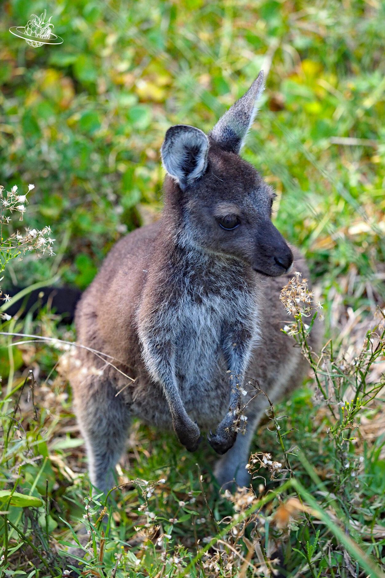 Nationalpark Yanchep junges Känguru