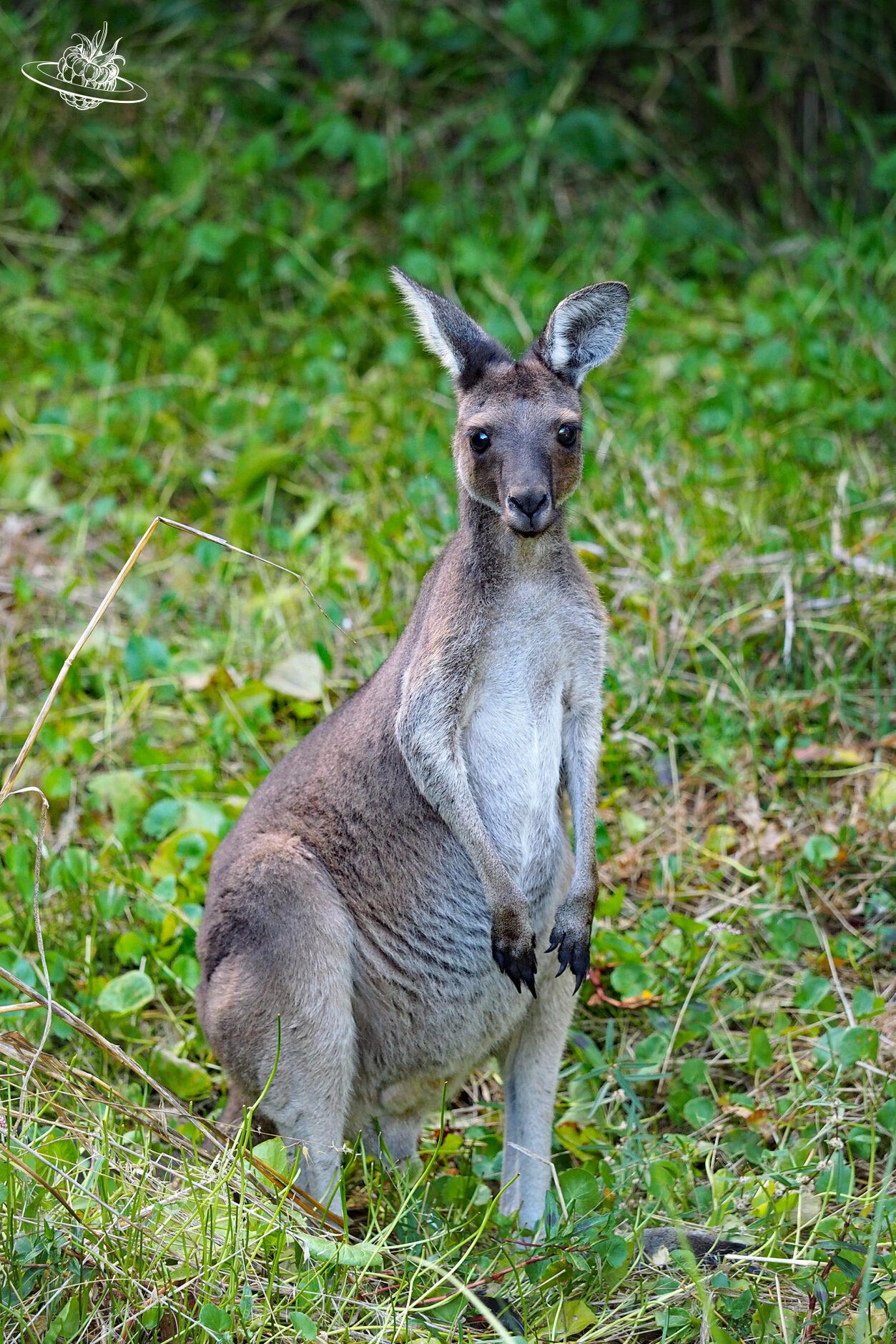 Westaustralien auf der Suche nach Känguru
