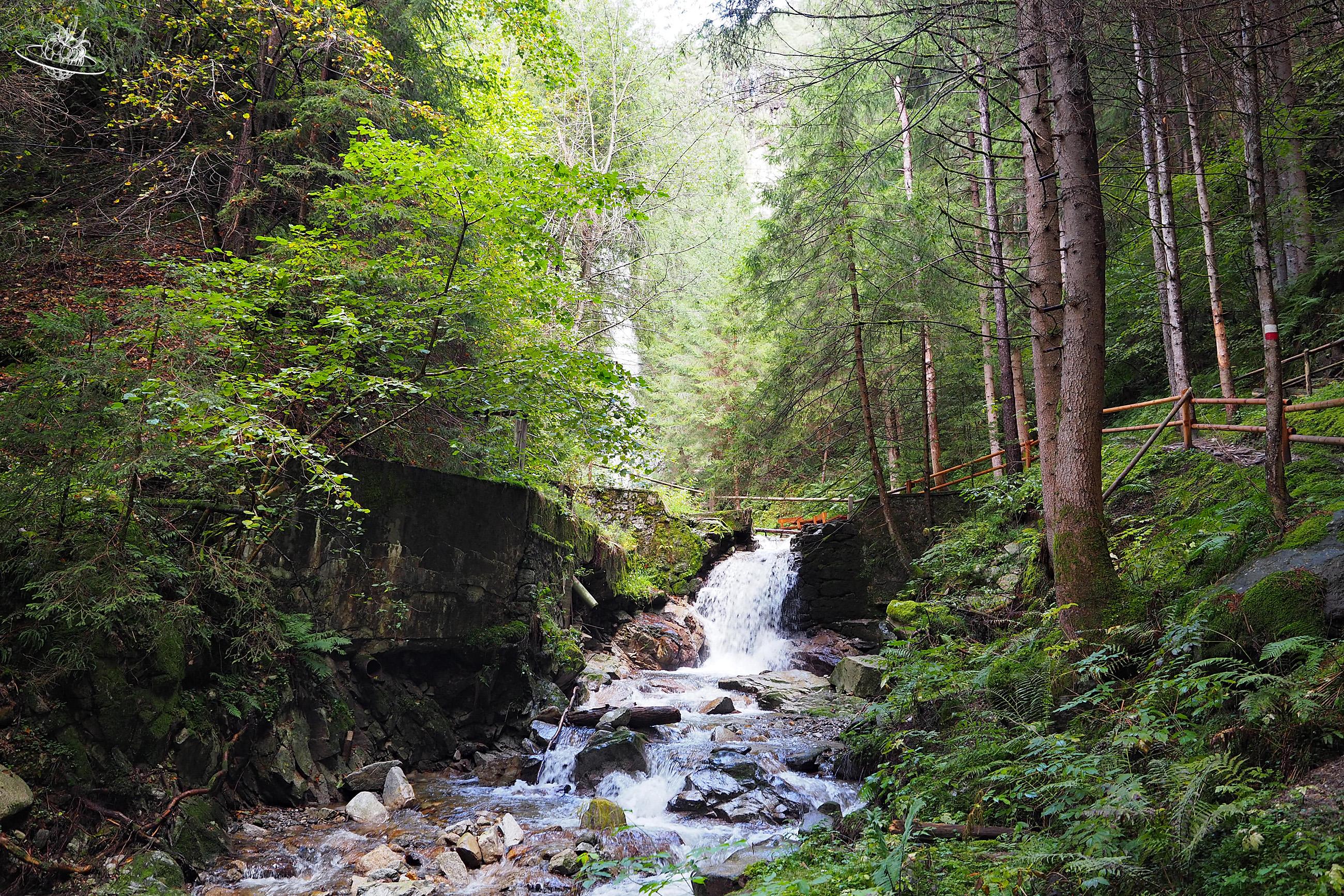 Wanderweg inmitten des Waldes für die gesamte Familia